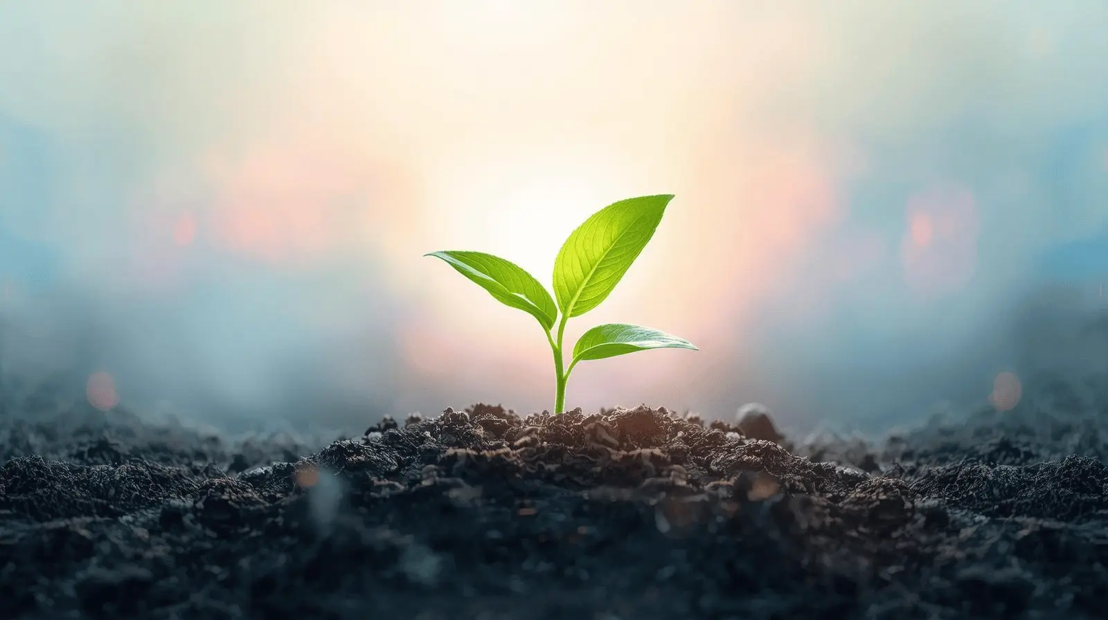 A seedling growing in sunlight symbolizing Christian sanctification