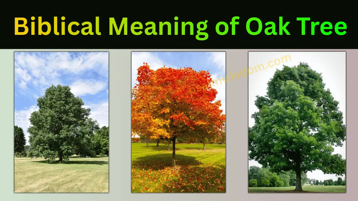 Once you understand its biblical meaning, you may never look at an oak tree the same way again