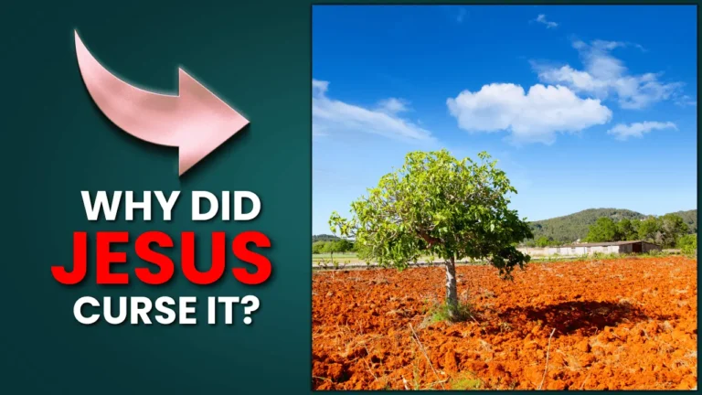 Why did Jesus curse the fig tree explained