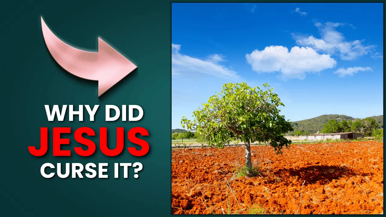 Why did Jesus curse the fig tree explained